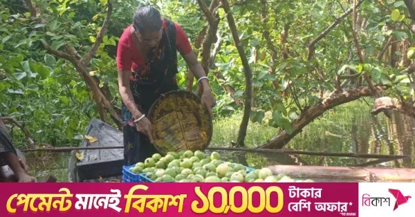 পিরোজপুরের ভাসমান পেয়ারা বাজার গ্রামীণ অর্থনীতিতে নতুন প্রাণ সঞ্চার করেছে