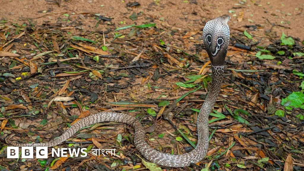 বাংলাদেশে সচরাচর দেখা যায় এমন ১০টি সাপ