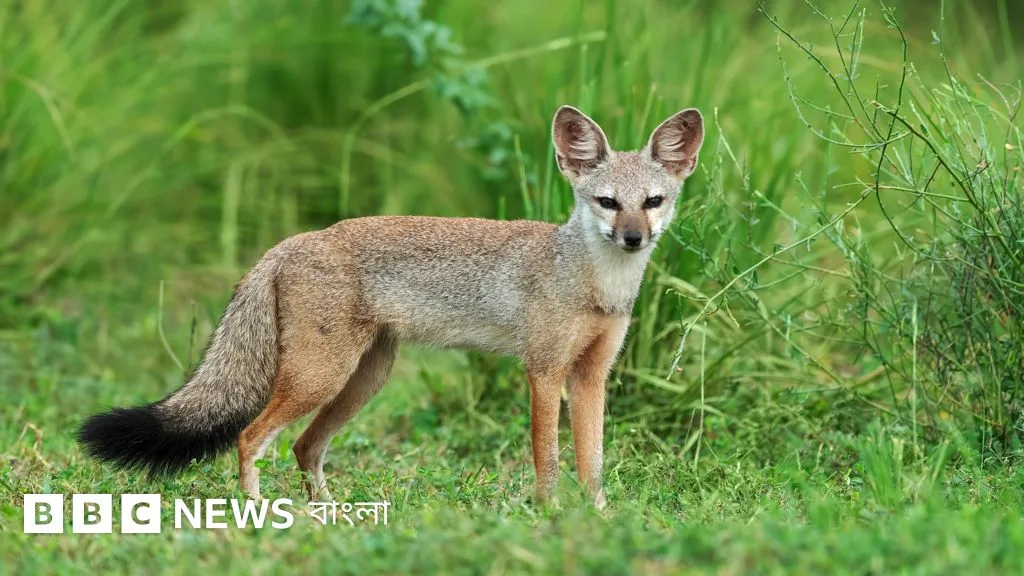 কৃষকের বন্ধু খেঁকশিয়াল কেন হারিয়ে যাচ্ছে?
