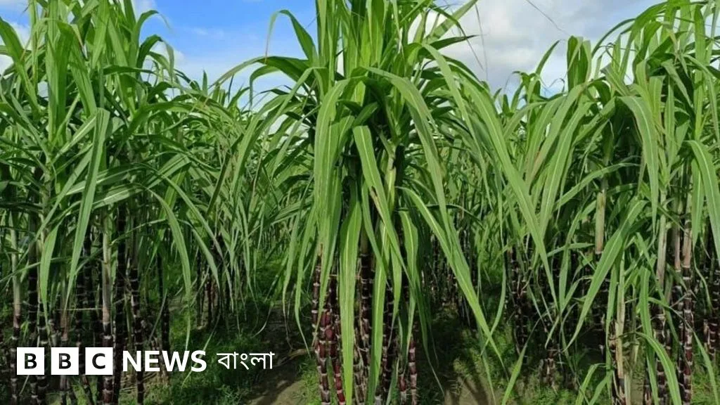 ব্ল্যাক রুবি: আখের নতুন ও রসালো জাত